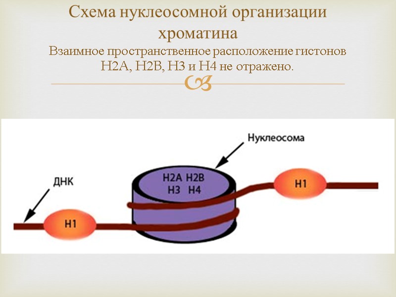 Схема нуклеосомной организации хроматина Взаимное пространственное расположение гистонов H2A, H2B, H3 и H4 не